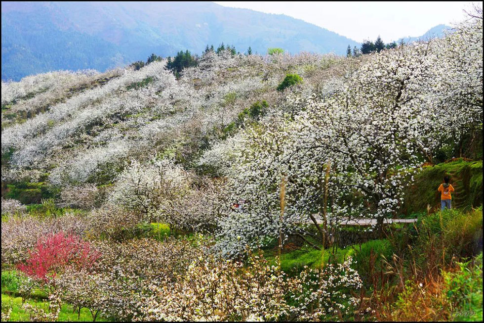 【春天，广西桂林灌阳县向您发出邀请！】我们在灌阳看梨花 - 游山玩水 - 兴安盟生活社区 - 兴安盟28生活网 xam.28life.com