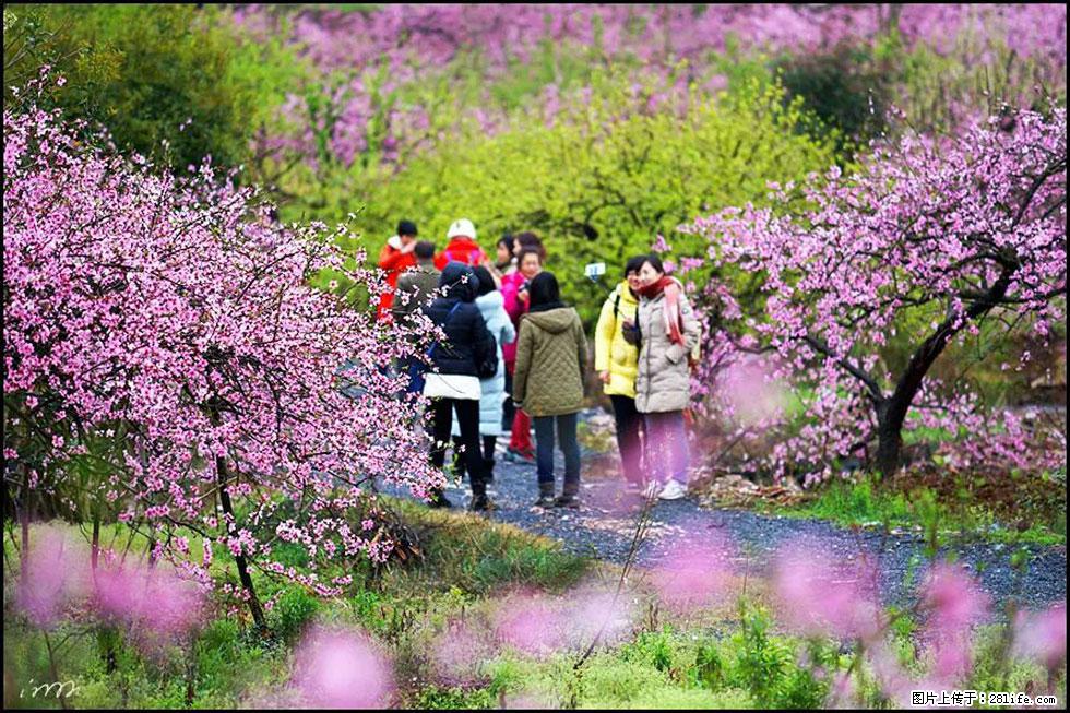 【春天，广西桂林灌阳县向您发出邀请！】官庄村有个醉美的桃花园 - 游山玩水 - 兴安盟生活社区 - 兴安盟28生活网 xam.28life.com