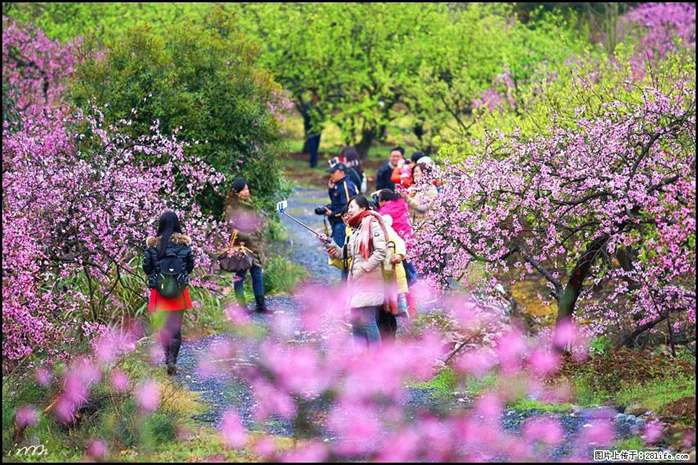 【春天，广西桂林灌阳县向您发出邀请！】官庄村有个醉美的桃花园 - 游山玩水 - 兴安盟生活社区 - 兴安盟28生活网 xam.28life.com