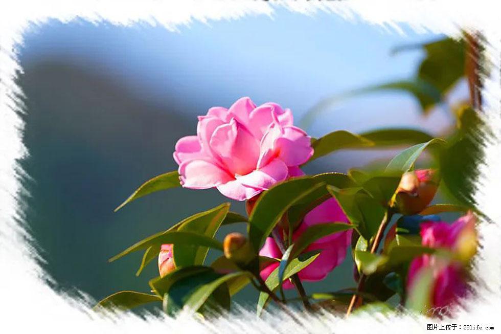 【春天,广西桂林灌阳县向您发出邀请!】杨柳井茶花惹人爱 - 游山玩水 - 兴安盟生活社区 - 兴安盟28生活网 xam.28life.com