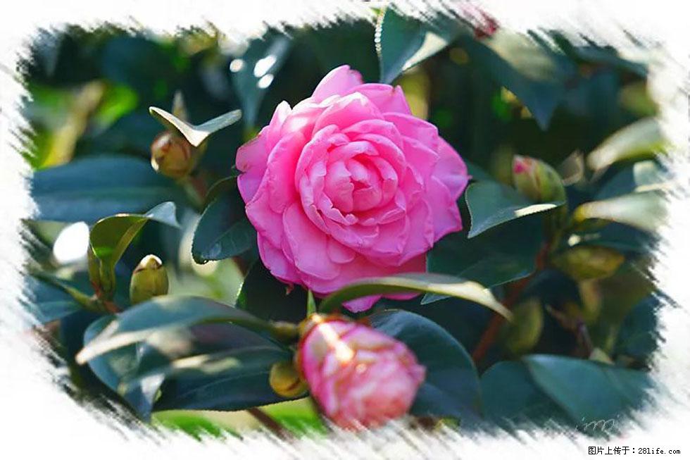 【春天,广西桂林灌阳县向您发出邀请!】杨柳井茶花惹人爱 - 游山玩水 - 兴安盟生活社区 - 兴安盟28生活网 xam.28life.com