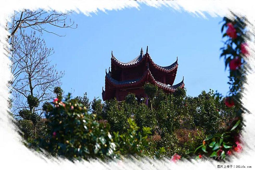 【春天,广西桂林灌阳县向您发出邀请!】杨柳井茶花惹人爱 - 游山玩水 - 兴安盟生活社区 - 兴安盟28生活网 xam.28life.com