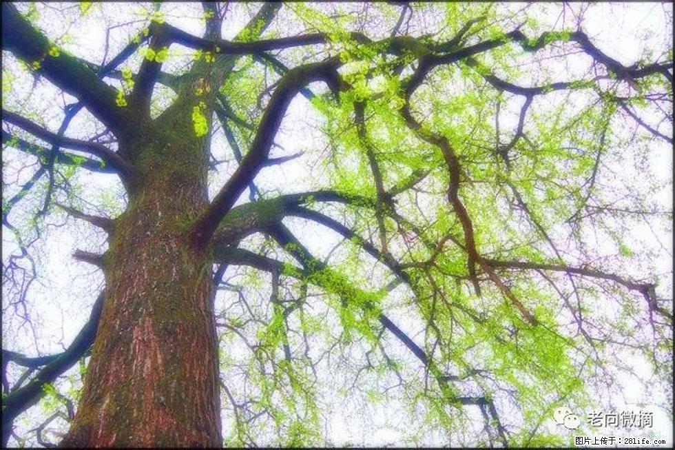 【春天,广西桂林灌阳县向您发出邀请!】在小龙村与春天约会 - 游山玩水 - 兴安盟生活社区 - 兴安盟28生活网 xam.28life.com