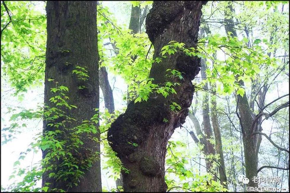 【春天,广西桂林灌阳县向您发出邀请!】在小龙村与春天约会 - 游山玩水 - 兴安盟生活社区 - 兴安盟28生活网 xam.28life.com