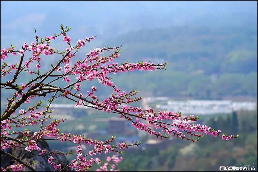 【春天，广西桂林灌阳县向您发出邀请！】望月岭上桃花开 - 游山玩水 - 兴安盟生活社区 - 兴安盟28生活网 xam.28life.com