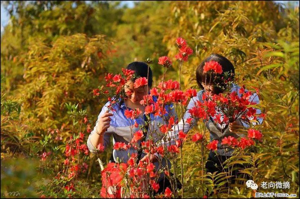 【春天,广西桂林灌阳县向您发出邀请!】登麒麟山,相约映山红 - 游山玩水 - 兴安盟生活社区 - 兴安盟28生活网 xam.28life.com