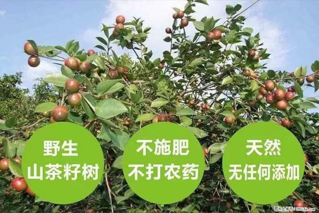 【灌阳县油茶产业示范区】一个有着充实的精神生活的人,对待身外之物自会有一种淡泊的态度 - 土特产 - 饮食特产 - 兴安盟分类信息 - 兴安盟28生活网 xam.28life.com