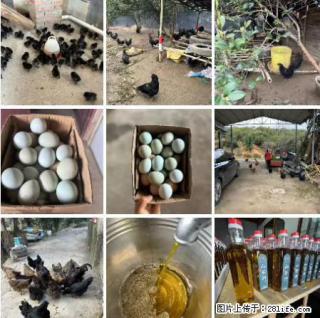 油茶园从小鸡仔开始养起的纯土鸡、土鸡蛋可以预定啦!还有前几天刚榨的纯山茶油哦 - 兴安盟28生活网 xam.28life.com