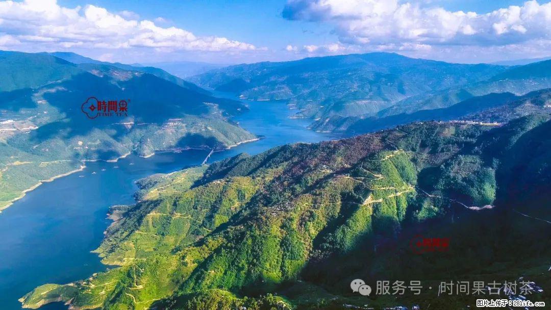 时间果百年古树龙珠普洱生茶 - 购物交流 - 兴安盟生活社区 - 兴安盟28生活网 xam.28life.com