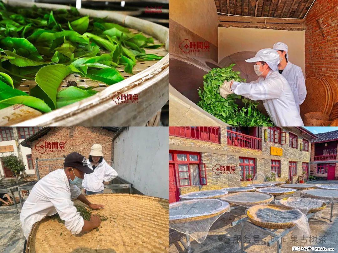 时间果百年古树龙珠普洱生茶 - 购物交流 - 兴安盟生活社区 - 兴安盟28生活网 xam.28life.com
