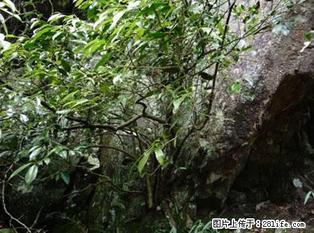 平乐石崖茶，珍贵仅次于金花茶 - 兴安盟生活资讯 - 兴安盟28生活网 xam.28life.com