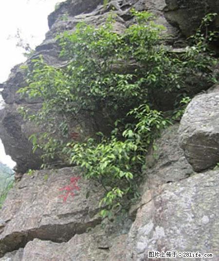 平乐石崖茶，珍贵仅次于金花茶 - 兴安盟生活资讯 - 兴安盟28生活网 xam.28life.com