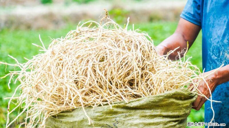 堪称“最难吃”的蔬菜,却是 “抗辐射神器”,还能护肺、清热、止咳化痰! - 兴安盟生活资讯 - 兴安盟28生活网 xam.28life.com