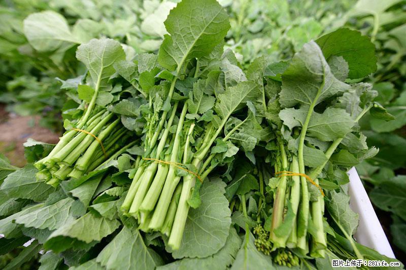 这些蔬菜是“天然钙片”，这6种被医生重点推荐 - 兴安盟生活资讯 - 兴安盟28生活网 xam.28life.com